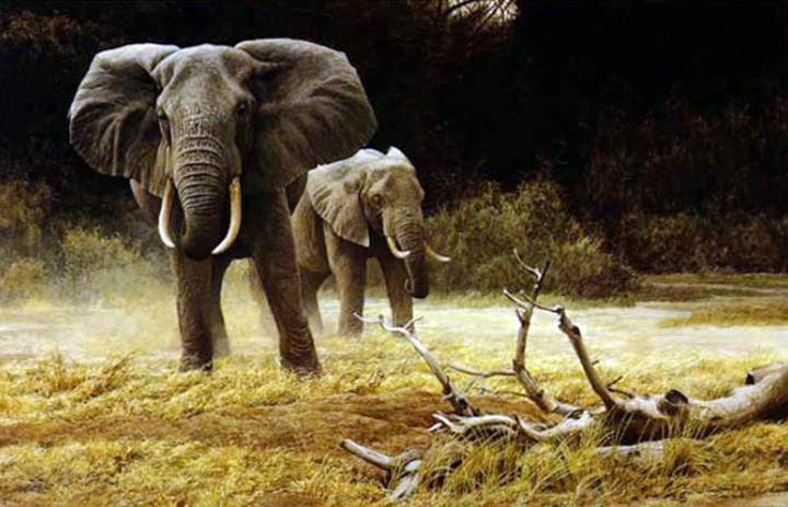 Robert Bateman - Elephant Cow and Calf - Limited Edition Lithograph