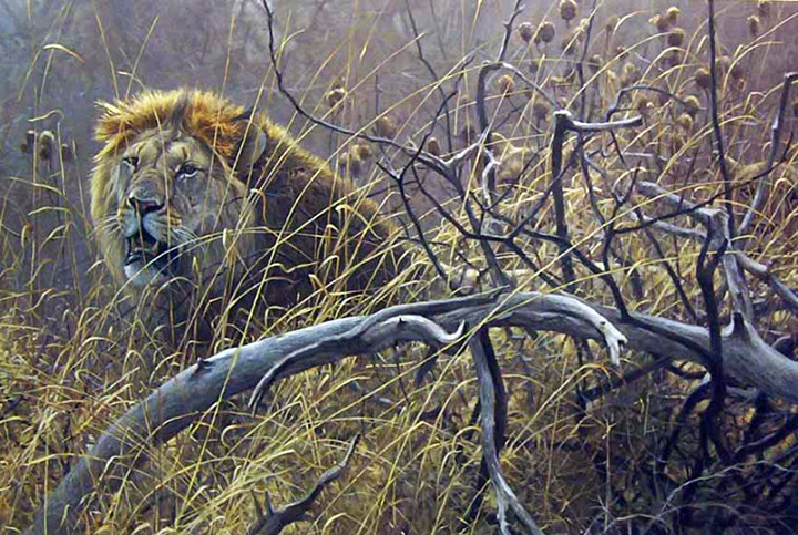 Robert Bateman - Encounter In Bush African Lions - Limited Edition Lithograph