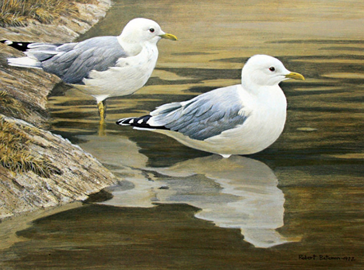 Robert Bateman - Entering the Water - Common Gulls - Limited Edition Lithograph
