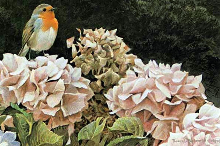 Robert Bateman - European Robin and Hydrangeas - Limited Edition Lithograph