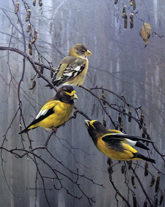 Robert Bateman - Evening Grosbeaks - Limited Edition Lithograph