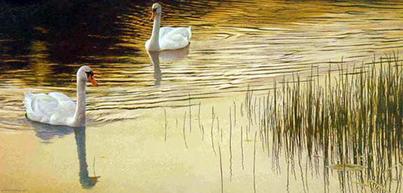 Robert Bateman - Evening Idyll - Mute Swans - Limited Edition Lithograph
