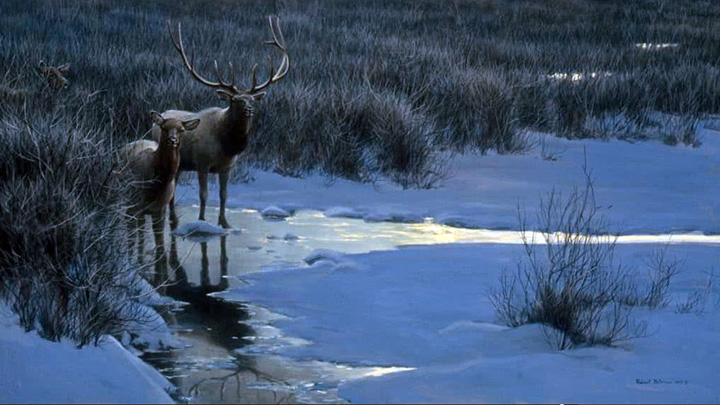 Robert Bateman - Evening Light -  Elk - Limited Edition Lithograph