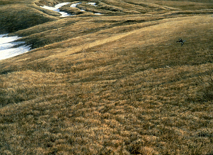 Robert Bateman - First Arrival - Killdeer - Limited Edition Lithograph