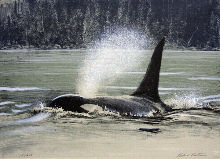 Robert Bateman - Fluid Power - Orca - Limited Edition Lithograph