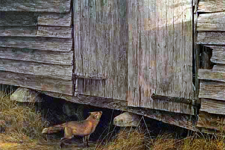 Robert Bateman - Fox at the Granary - Limited Edition Lithograph