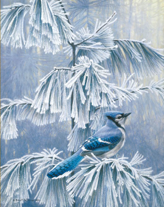 Robert Bateman - Frosty Morning - Blue Jay - Limited Edition Lithograph
