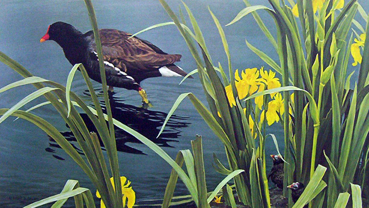 Robert Bateman - Gallinule Family - Limited Edition Lithograph