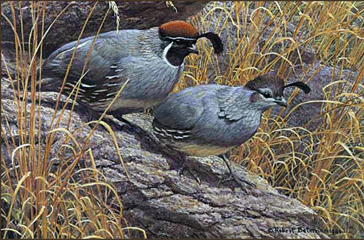 Robert Bateman - Gambel’s Quail Pair - Limited Edition Lithograph