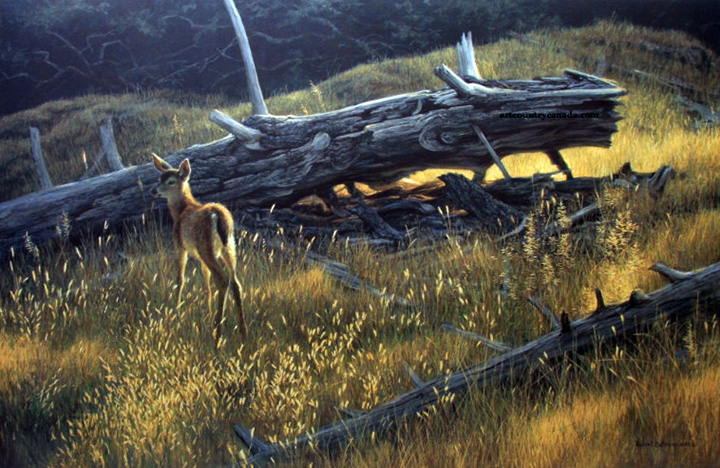 Robert Bateman - Golden Light Blacktailed Fawn - Limited Edition Lithograph