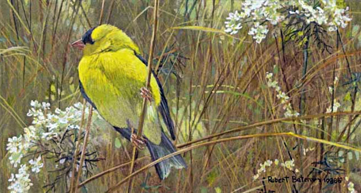 Robert Bateman - Goldfinch in the Meadow - Limited Edition Lithograph