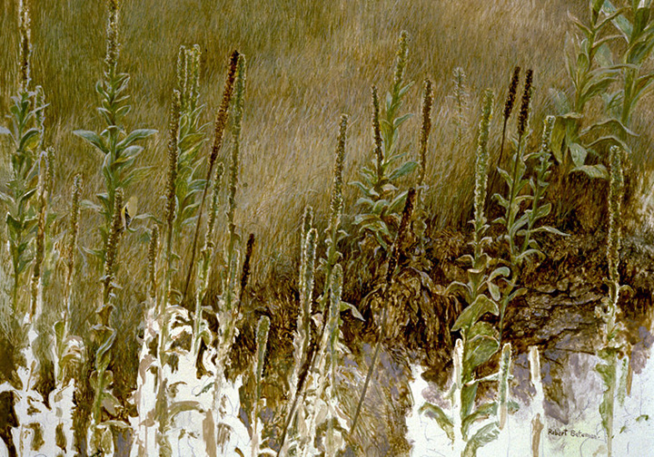 Robert Bateman - Goldfinch with Mullein - Limited Edition Lithograph