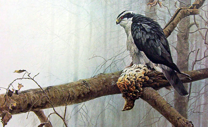Robert Bateman - Goshawk and Rough Grouse - Limited Edition Lithograph