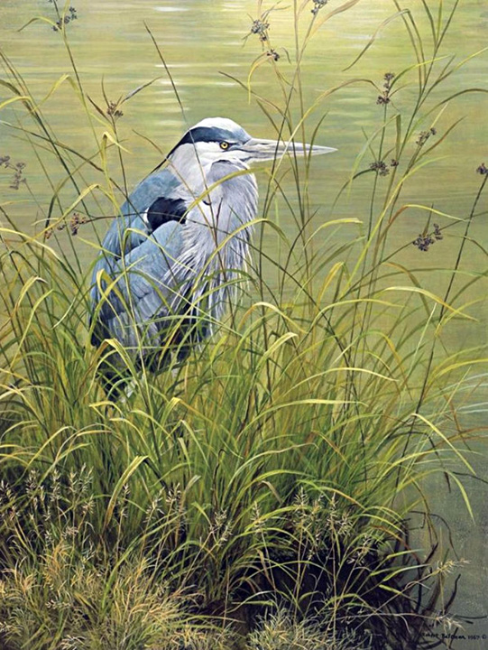 Robert Bateman - Grassy Bank - Great Blue Heron - Limited Edition Lithograph