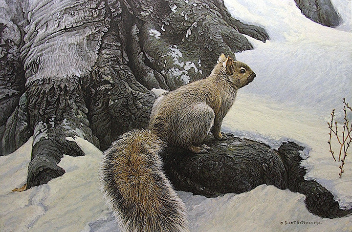 Robert Bateman - Gray Squirrel - Limited Edition Lithograph