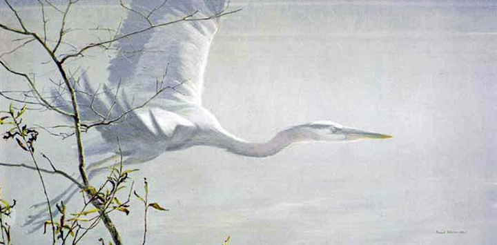 Robert Bateman - Great Blue Heron in Flight - Limited Edition Lithograph