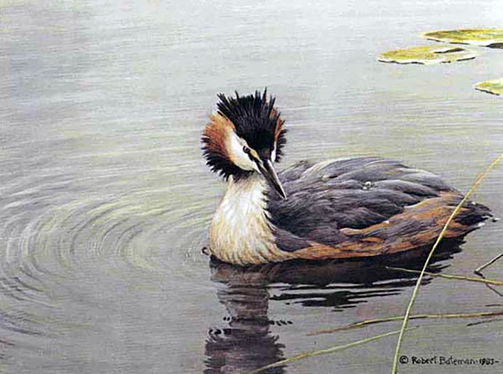 Robert Bateman - Great Crested Grebe - Limited Edition Lithograph
