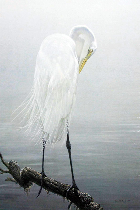 Robert Bateman - Great Egret Preening - Limited Edition Etching