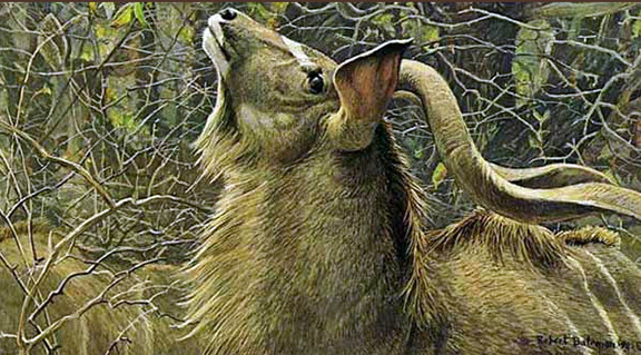 Robert Bateman - Greater Kudu - Bull - Limited Edition Lithograph