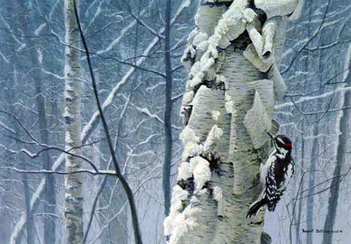 Robert Bateman - Hairy Woodpecker on Birch - Limited Edition Lithograph
