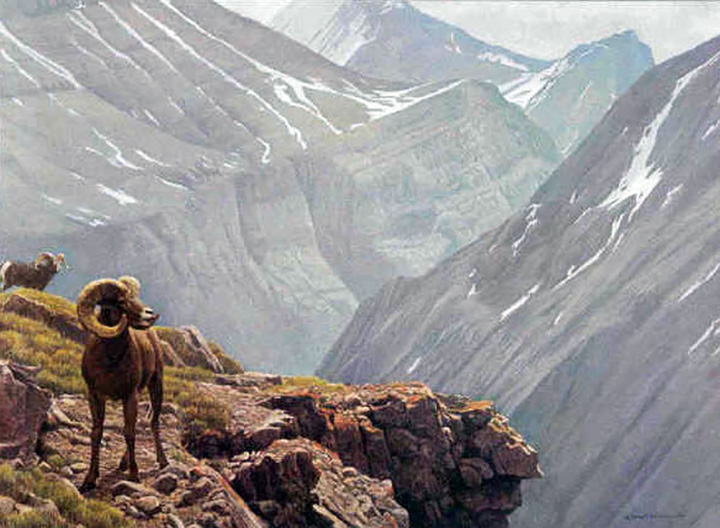 Robert Bateman - High Country - Stone Sheep - Limited Edition Lithograph