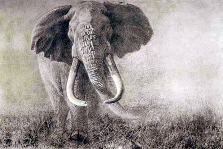 Robert Bateman - Homage to Ahmed - Giant Elephant - Limited Edition Lithograph