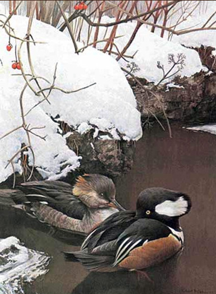 Robert Bateman - Hooded Merganser In Winter - Limited Edition Lithograph