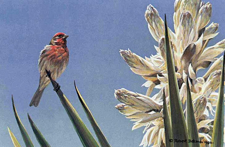 Robert Bateman - House Finch and Yucca - Limited Edition Lithograph