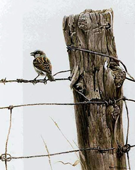 Robert Bateman - House Sparrow - Limited Edition Lithograph