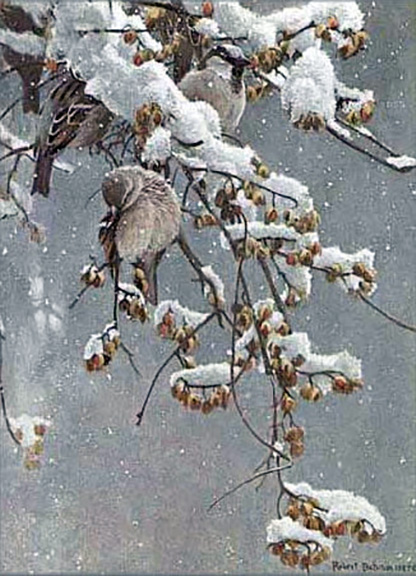 Robert Bateman - House Sparrows and Bittersweet - Limited Edition Lithograph
