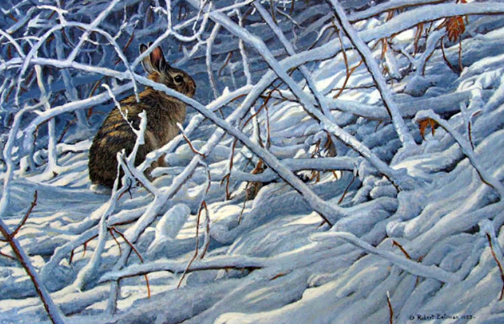 Robert Bateman - In the Briar Patch - Cottontail - Limited Edition Lithograph