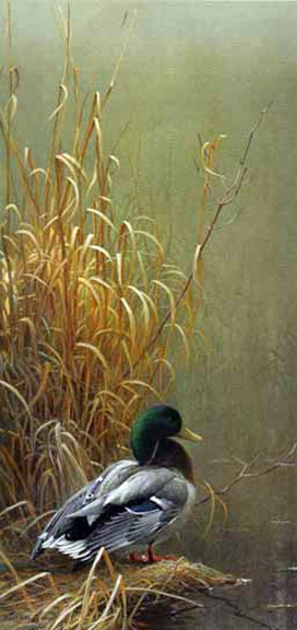 Robert Bateman - In His Prime - Mallard - Limited Edition Lithograph