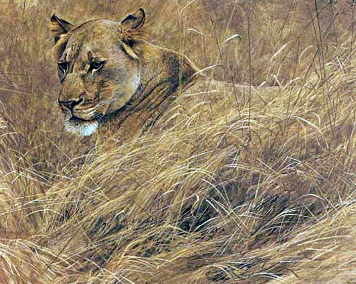 Robert Bateman - In the Grass - Lioness - Limited Edition Lithograph