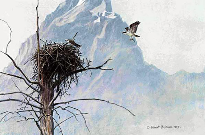 Robert Bateman - In the Mountains - Osprey - Limited Edition Lithograph