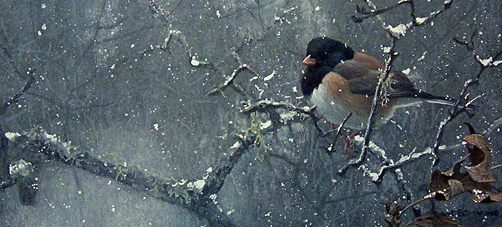 Robert Bateman - Junco in Winter - Limited Edition Lithograph