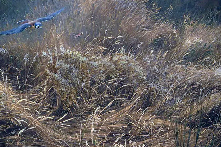 Robert Bateman - Kestrel and Grasshopper - Limited Edition Lithograph