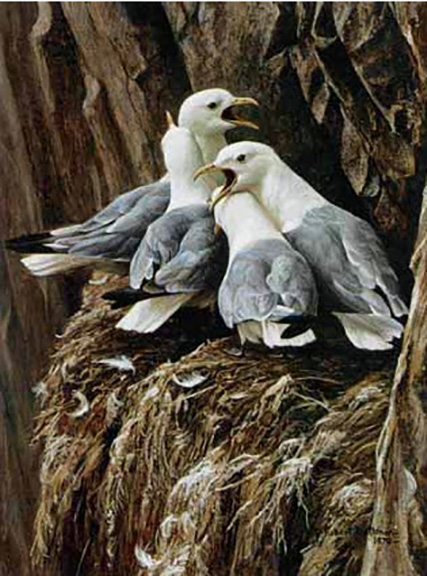 Robert Bateman - Kittiwake Greeting - Limited Edition Lithograph