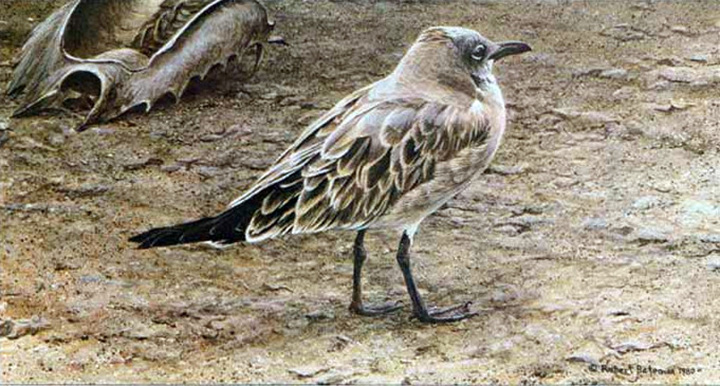 Robert Bateman - Laughing Gull and Horseshoe Crab - Limited Edition Lithograph