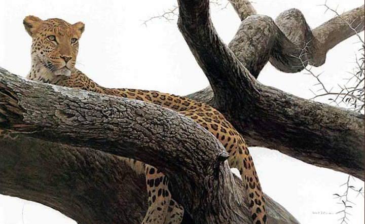 Robert Bateman - Leopard at Seronera - Limited Edition Lithograph