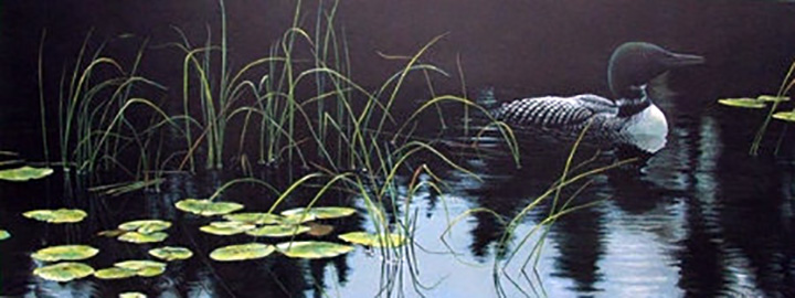 Robert Bateman - Lily Pads and Loon - Limited Edition Lithograph