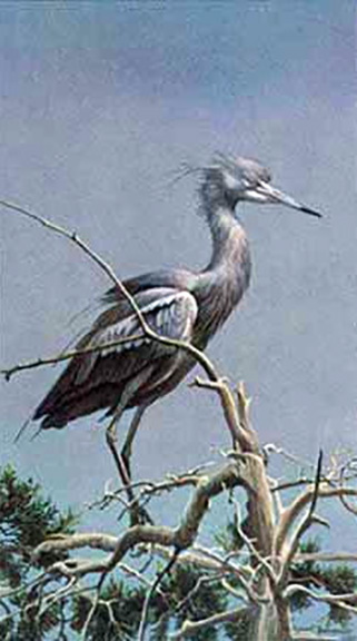 Robert Bateman - Little Blue Heron - Limited Edition Lithograph