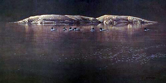 Robert Bateman - Loon Gathering at Big East Lake - Limited Edition Lithograph