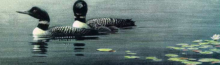 Robert Bateman - Loon Pair and Young - Limited Edition Lithograph