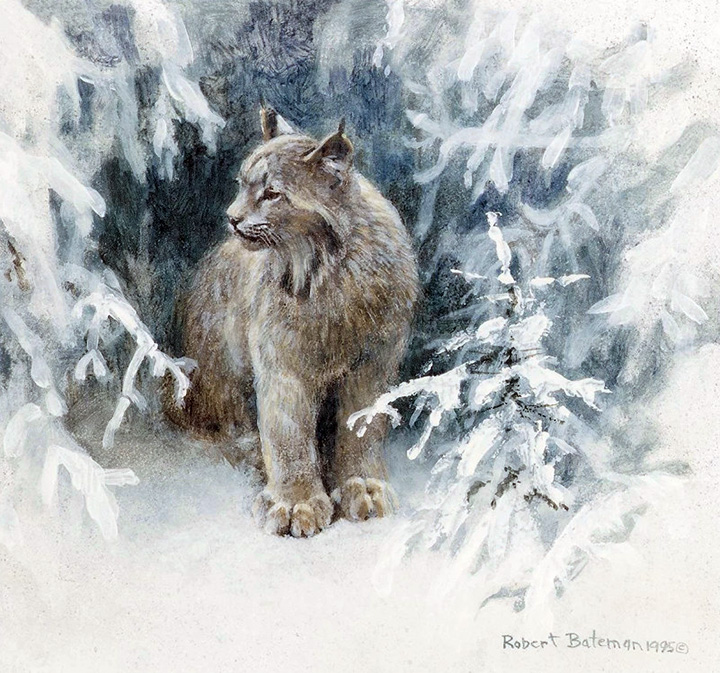 Robert Bateman - Lynx in Snow - Limited Edition Lithograph