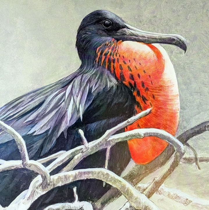 Robert Bateman - Magnificent Frigatebird - Limited Edition Lithograph