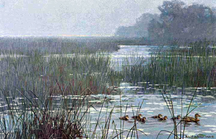 Robert Bateman - Mallard Family - Misty Marsh - Limited Edition Lithograph