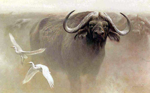 Robert Bateman - Master of the Herd - African Buffalo - Limited Edition Lithograph