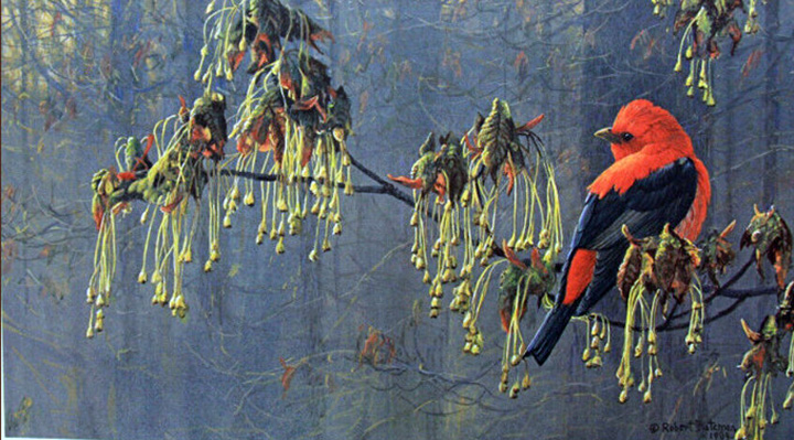 Robert Bateman - May Maple - Scarlet Tanager - Limited Edition Lithograph