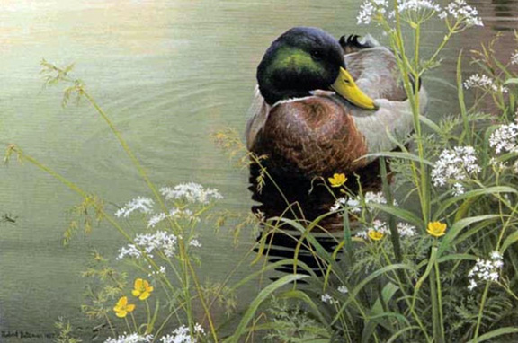 Robert Bateman - Meadow’s Edge - Mallard - Limited Edition Lithograph