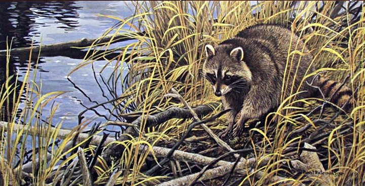 Robert Bateman - Mischief on the Prowl - Raccoon - Limited Edition Lithograph